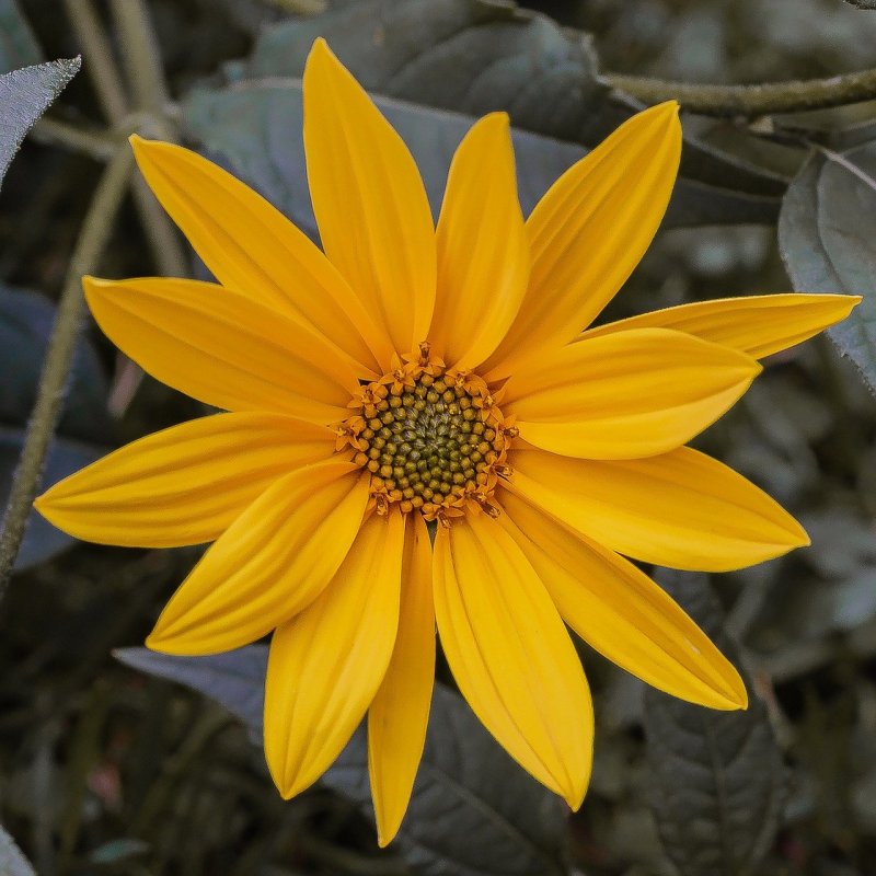 Топинамбур - Helianthus tuberosus.