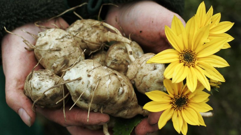 Helianthus tuberosus