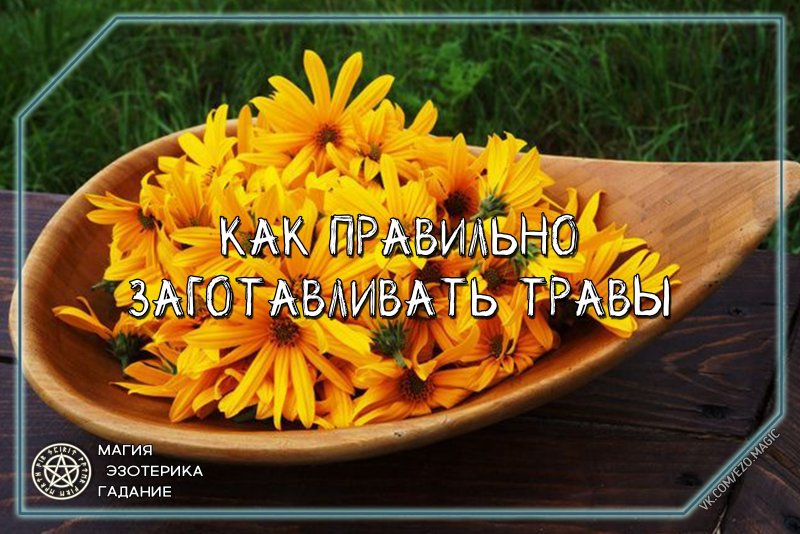 Дикая картошка топинамбур