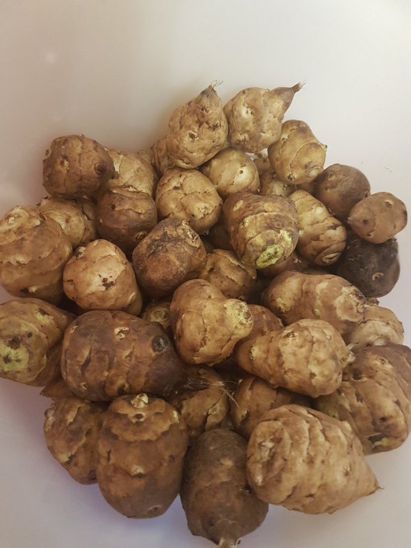Топинамбур куст