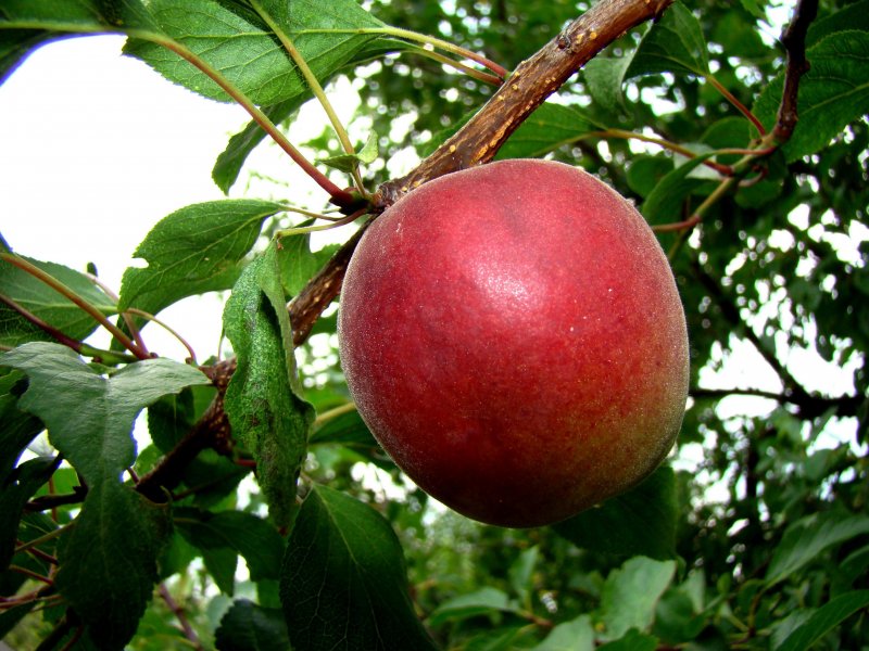 Плумкот Кримсон хат