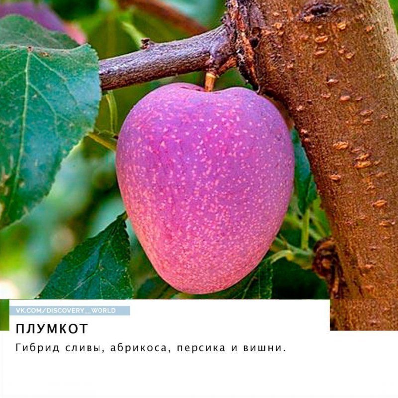 Плумкот Кубанский