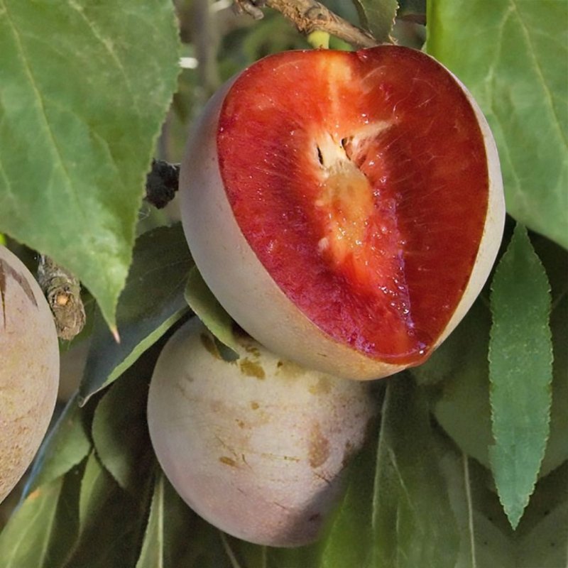 Pluot Dapple Fire