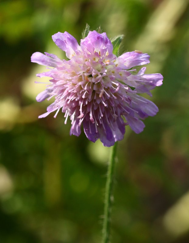 Короставник полевой (Knautia arvensis)