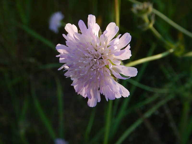 Скабиоза (короставник полевой)