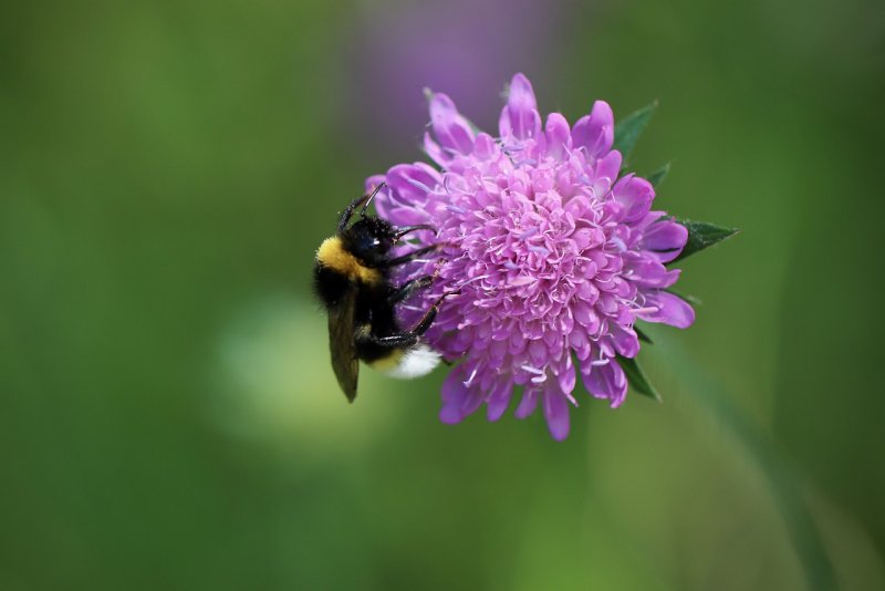 Короставник полевой (Knautia arvensis)