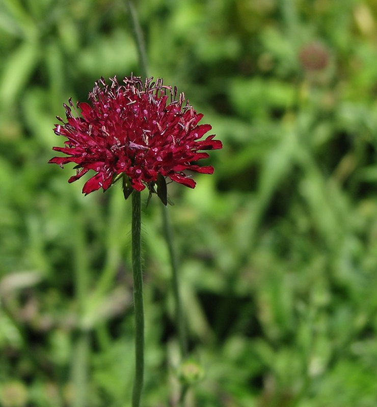 Короставник полевой (Knautia arvensis)
