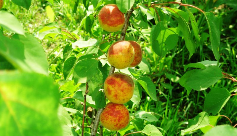 Плумкот Флавор супреме