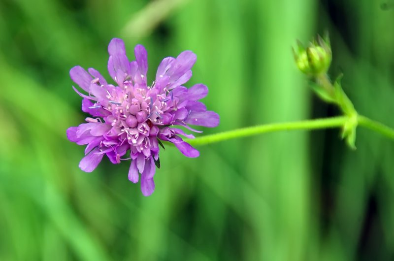 Короставник полевой (Knautia arvensis)
