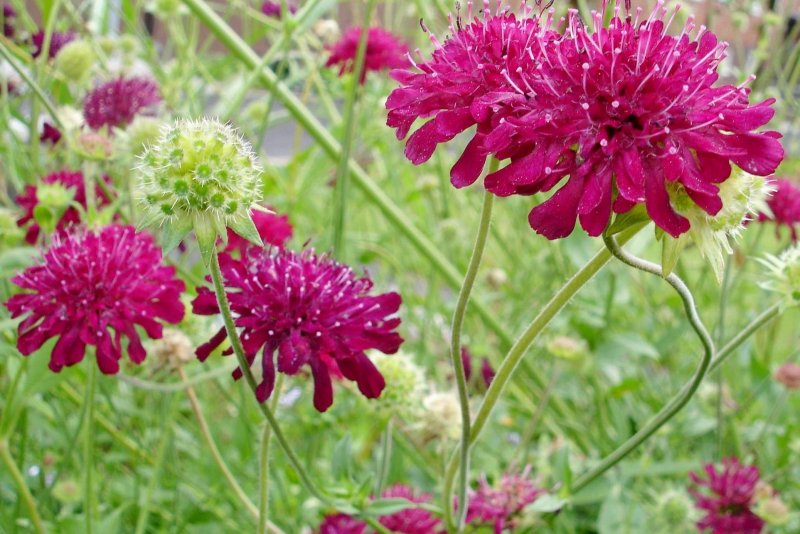 Knautia tatarica