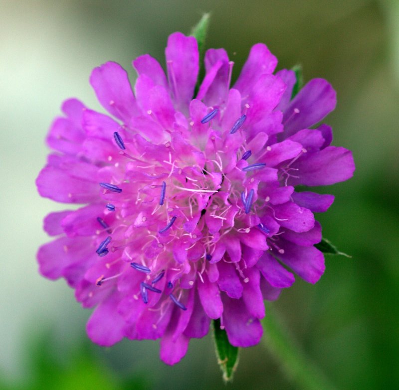 Скабиоза (короставник полевой)