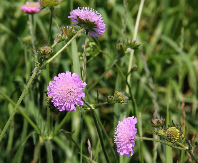Knautia Macedonica