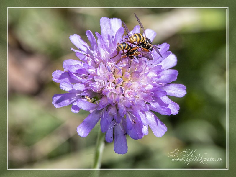 Knautia arvensis
