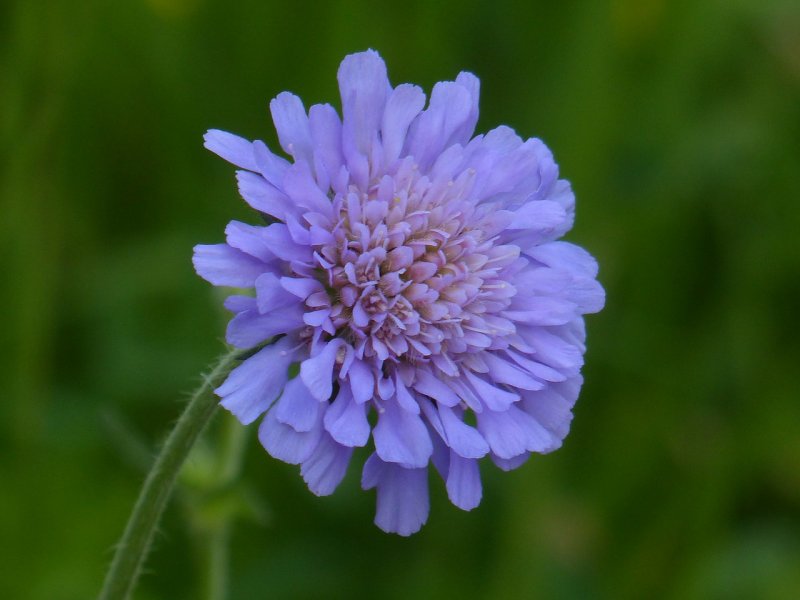 Короставник полевой (Knautia arvensis)