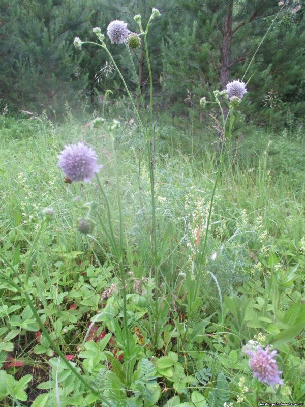 Короставник полевой (Knautia arvensis)