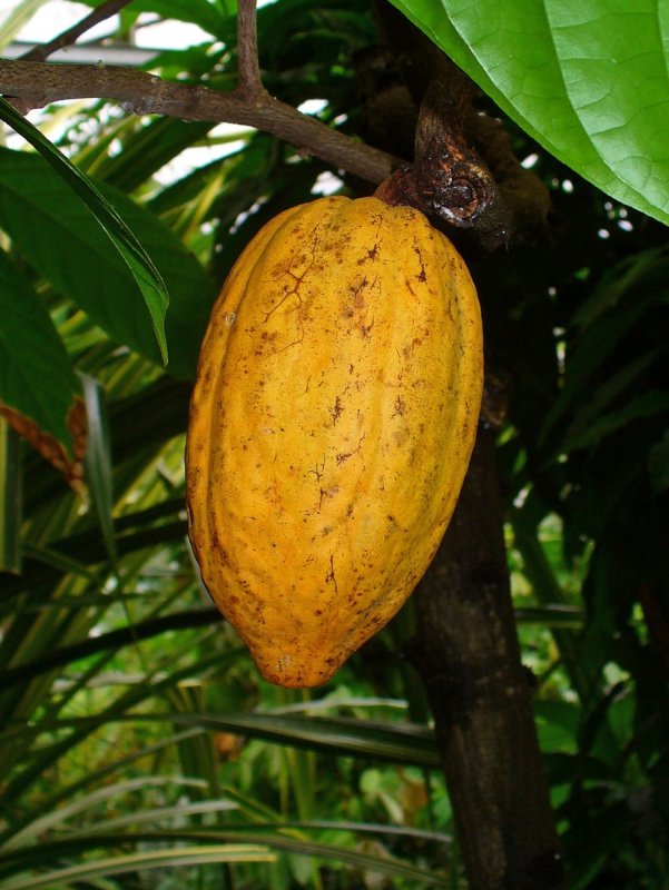 Какао (Theobroma Cacao)