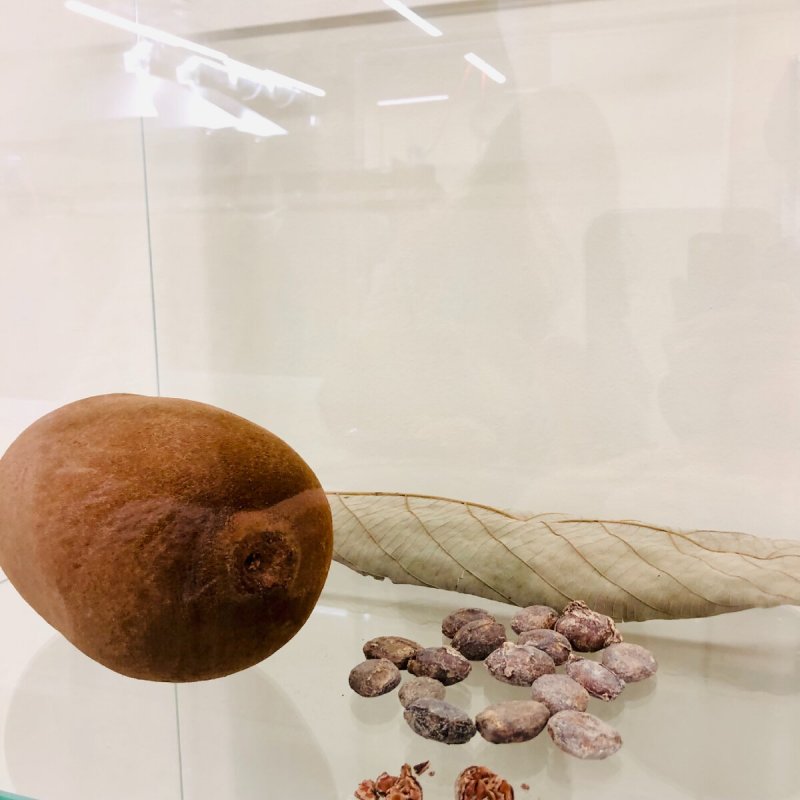 Родственник какао