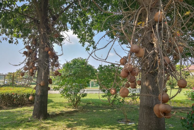 Theobroma grandiflorum Seed
