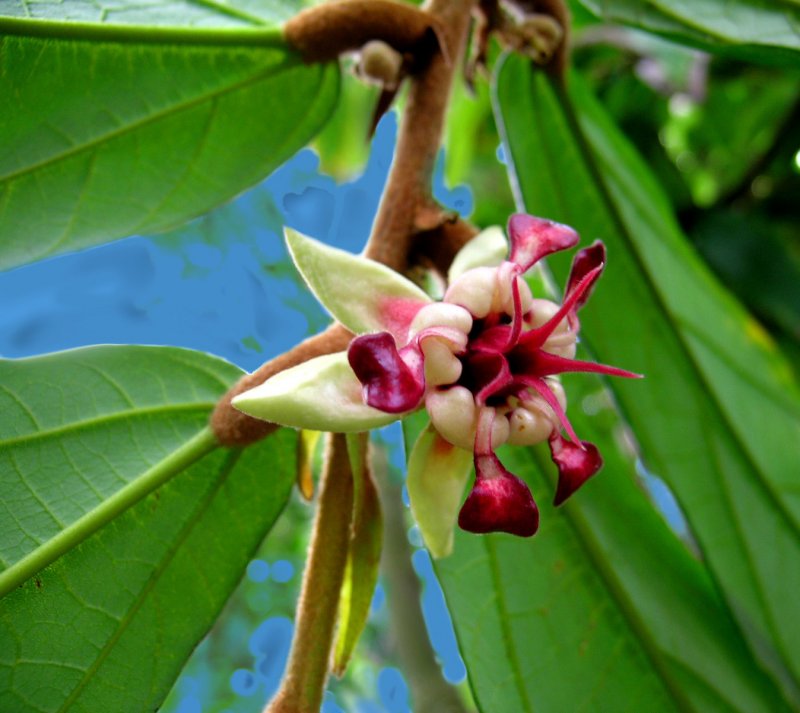 Какао (Theobroma Cacao)