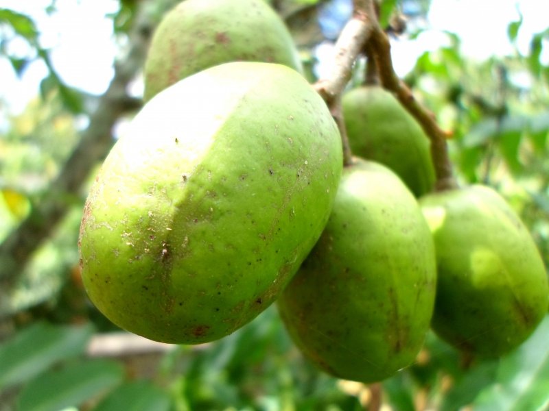 Kedondong фрукт