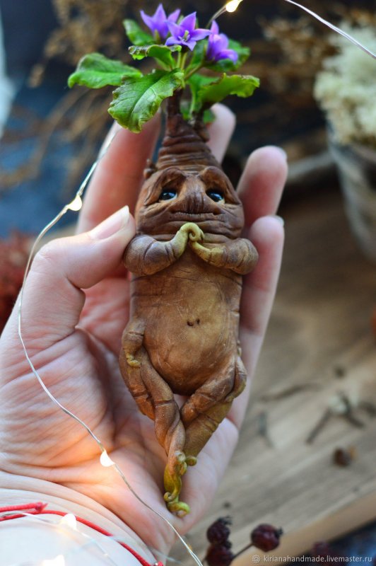 Корень Мандрагоры