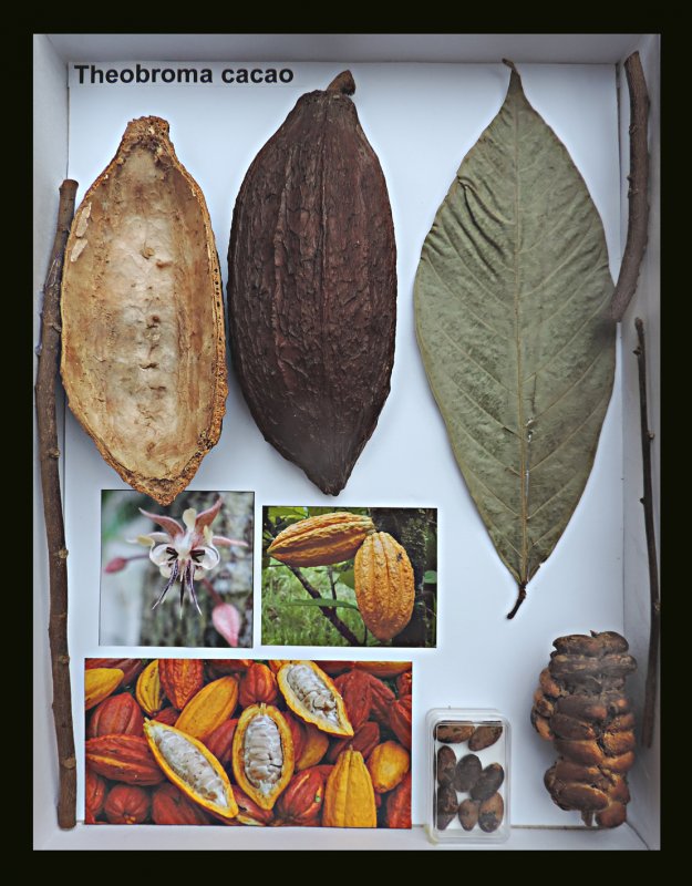 Theobroma Cacao дерево