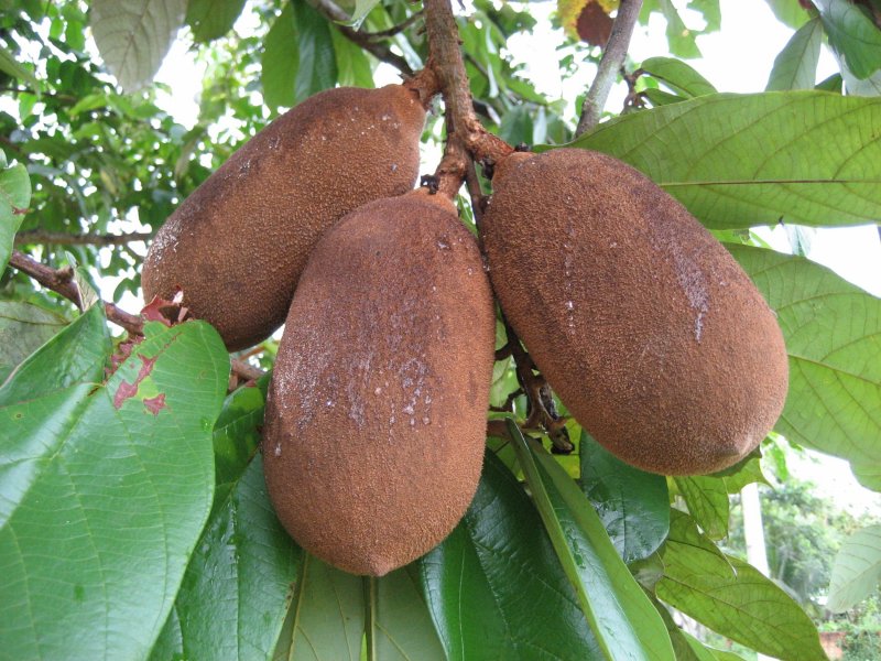Theobroma grandiflorum