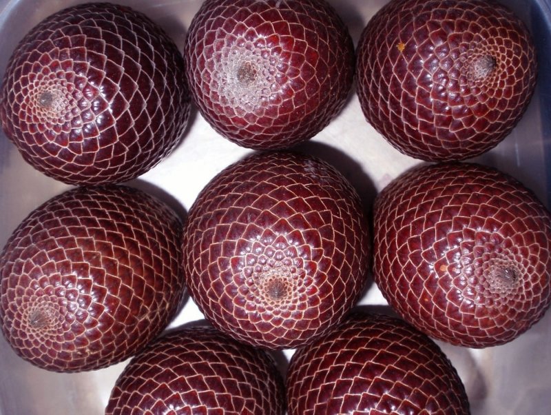 Какао (Theobroma Cacao)