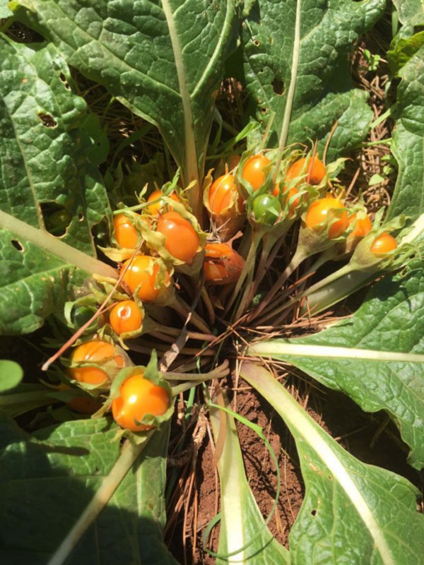Mandragora officinarum