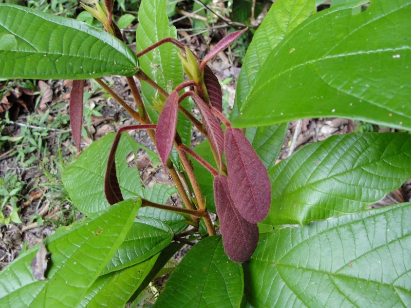 Theobroma subincanum