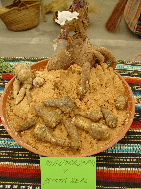 Корни Мандрагоры реальные