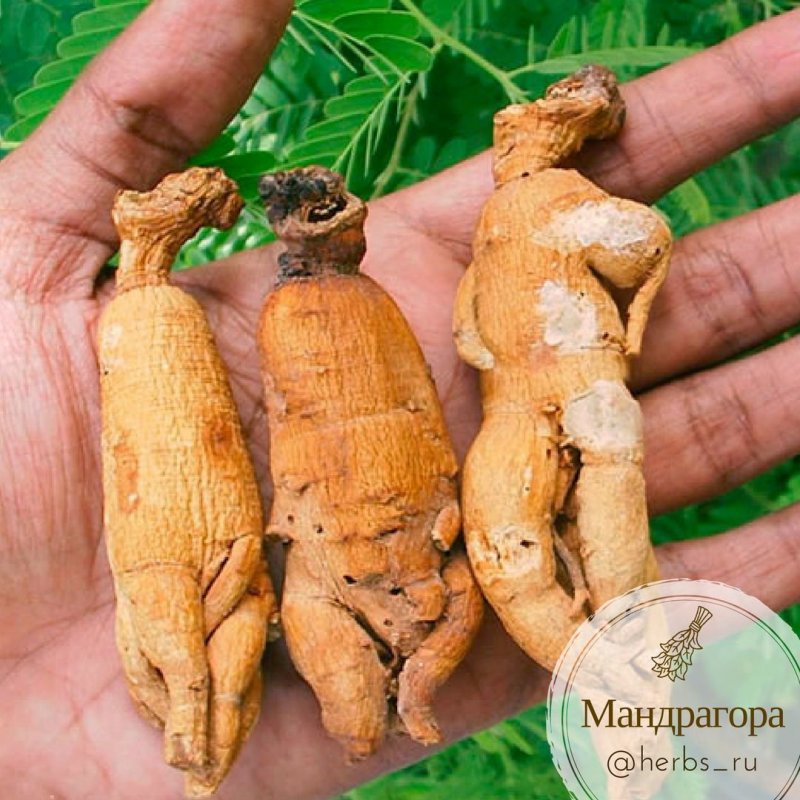 Корень Мандрагоры
