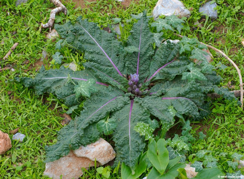 Mandragora officinarum
