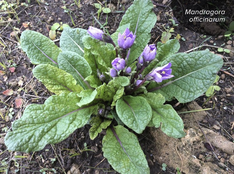 Mandragora officinarum