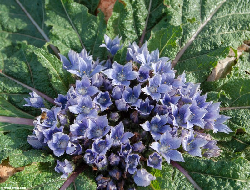 Mandragora officinarum