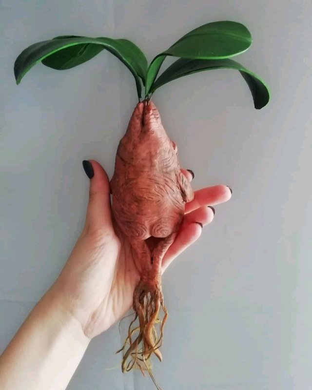 Мандрагора дерево