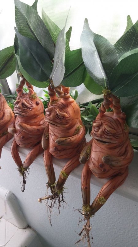 Корень Мандрагоры