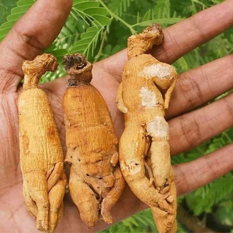 Корень женьшеня