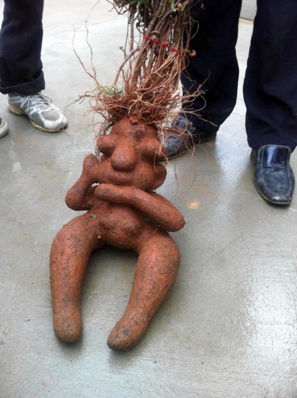 Корень Мандрагоры