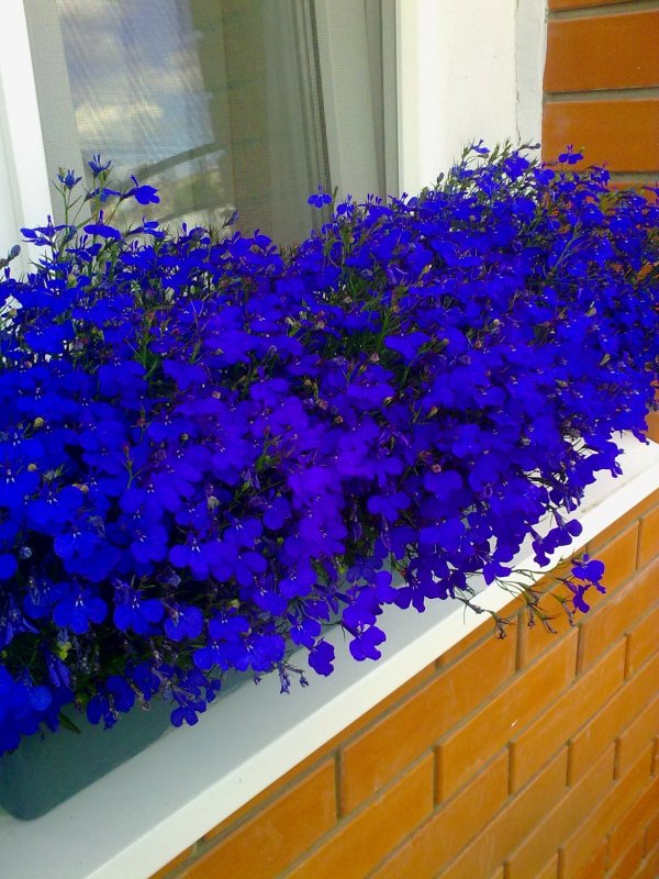 Лобелия ампельная сапфир