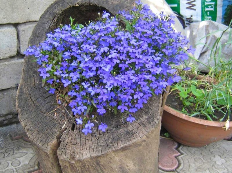 Лобелия ампельная Кружевница