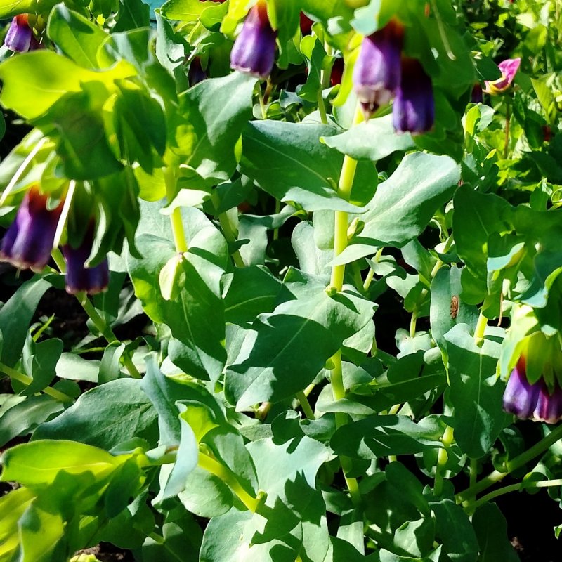 Восковница (Myrica)