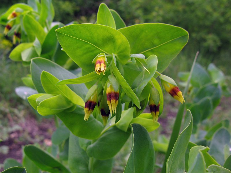 Cerinthe Minor