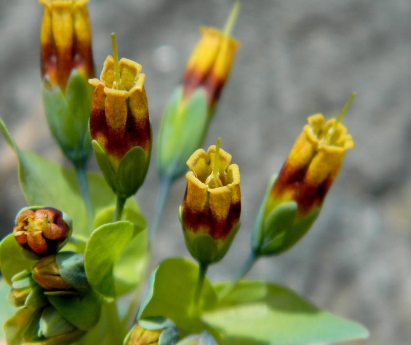 Cerinthe Minor