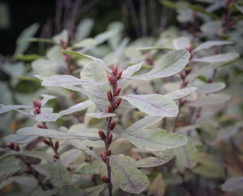 Myrica rubra / воско́вница кра́сная
