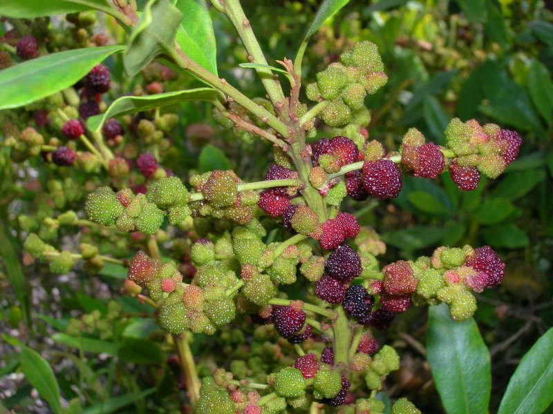 Myrica Gale