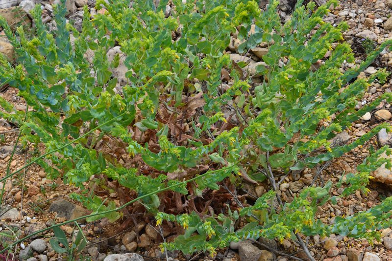 Восковница (Myrica)