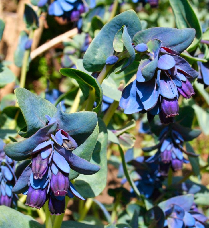 Myrica rubra / воско́вница кра́сная