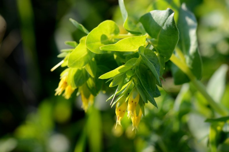 Восковница Myrica rubra
