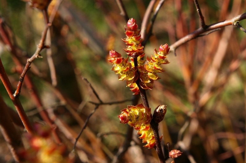 Myrica Gale